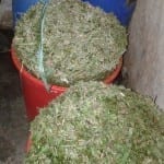 rumput hasil pencacahan