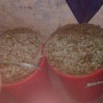 rumput-hasil-dicacah