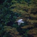 bird-above-Tel-U-forest-200x200