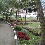 pembibitan tananaman