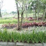 pembibitan tananamanwidth=